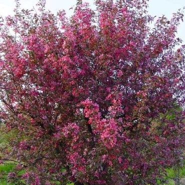 ЯБЛОНЯ РОЯЛ2